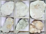 Mixed Indian Mineral & Crystal Flat - Pieces #95614-2